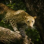Into the Wild: A Traveler’s Guide to Yala National Park, Sri Lanka