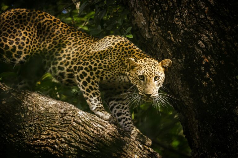 Into the Wild: A Traveler’s Guide to Yala National Park, Sri Lanka