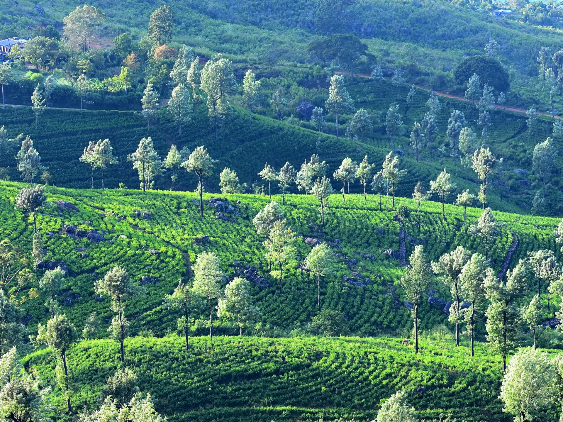 Hike Through Tea Estates