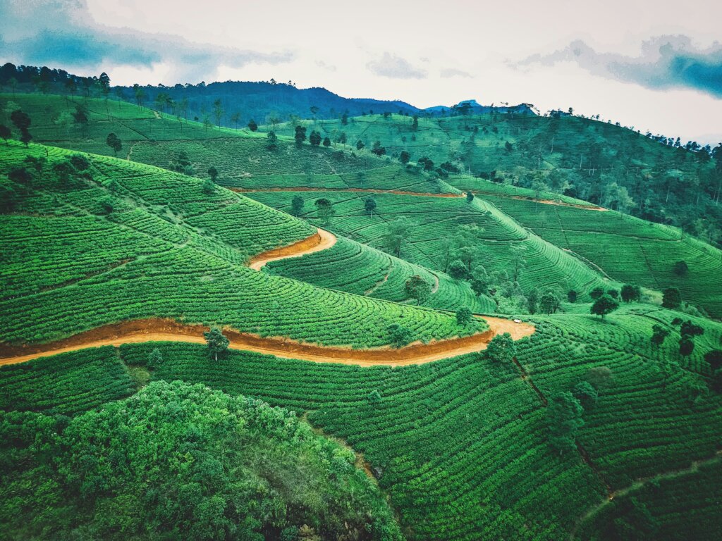 tea estates of sri lanka